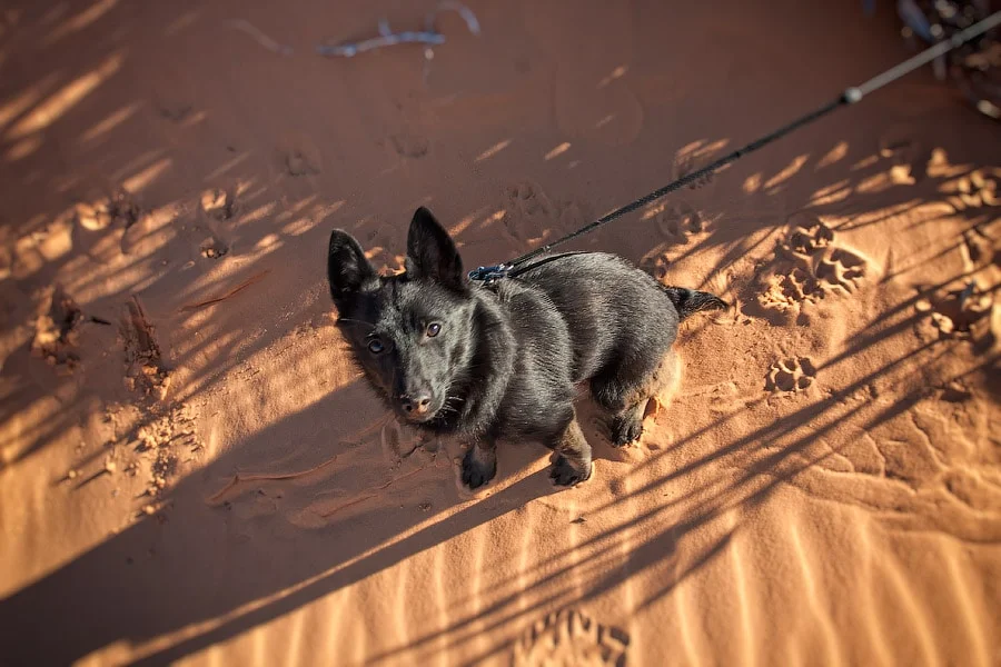 ”I’m tired”, Coral Pink Sand Dunes State Park, Utah