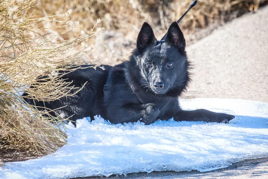 Snow Wolf in Goblin Valley, Utah