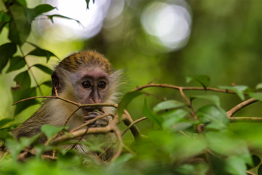 A Barbados green monkey, pretending not to watch us