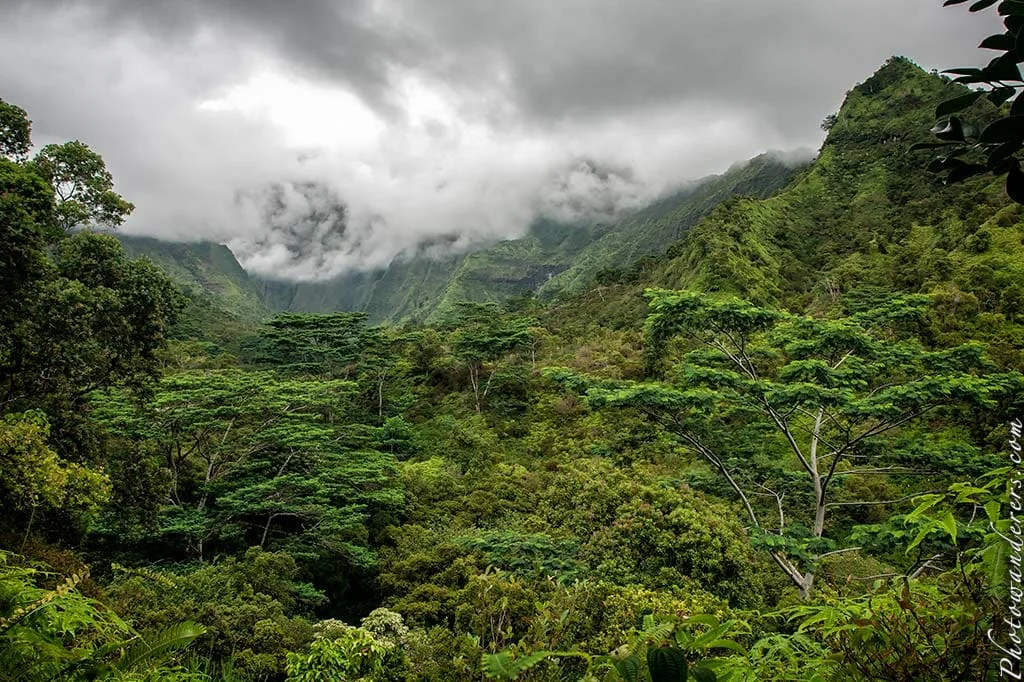 Rain forest near Waialeale crater