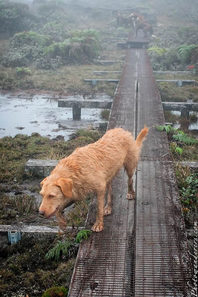 Hunting dogs, Alakai Swamp