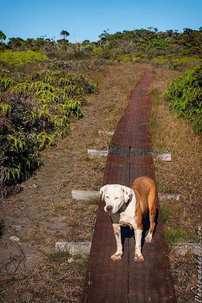 Guide-dog, Alakai Swamp