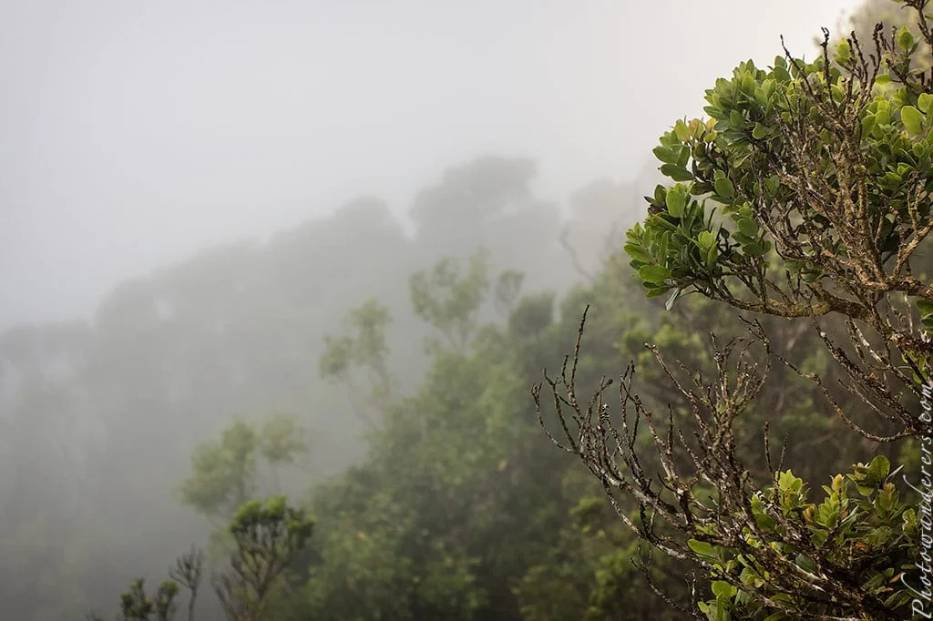 Fog in the end of the Alakai Swamp Trail