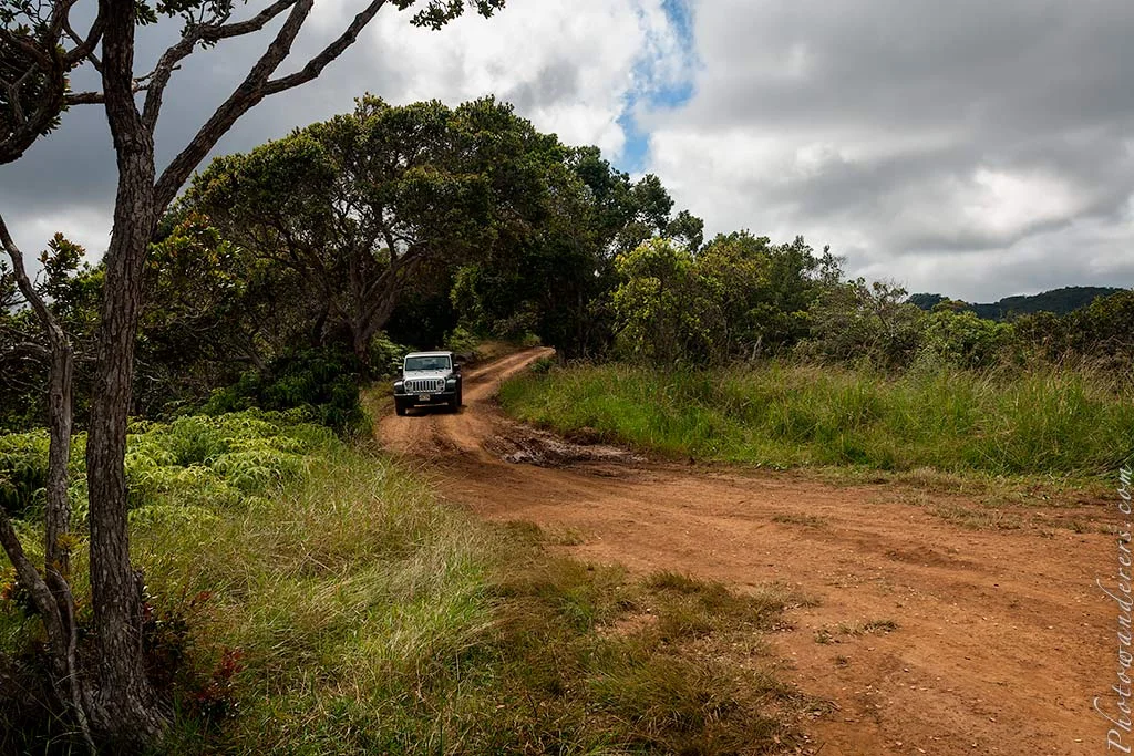 Beginning of Alakai Swamp trail