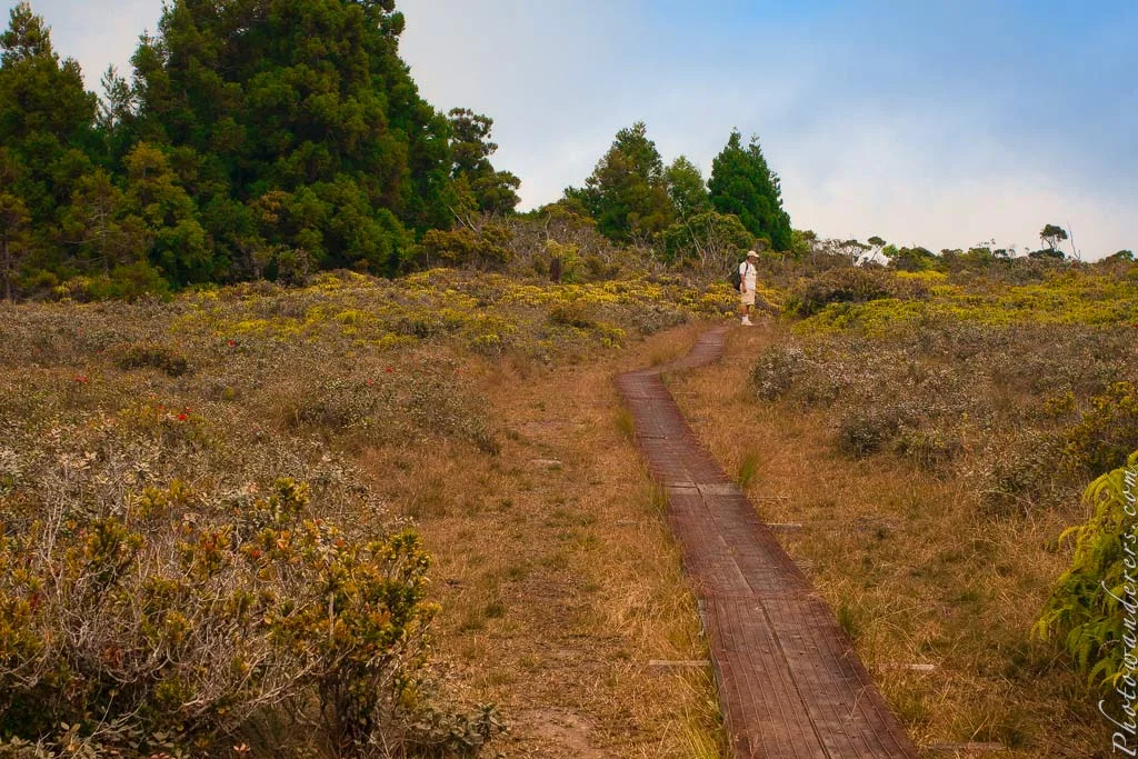 Alakai Swamp trail, Kauai, Hawaii