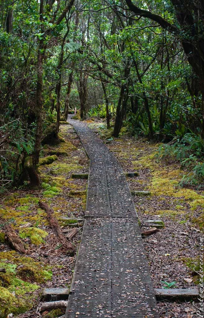 Dark mossy rainforest boardwalk