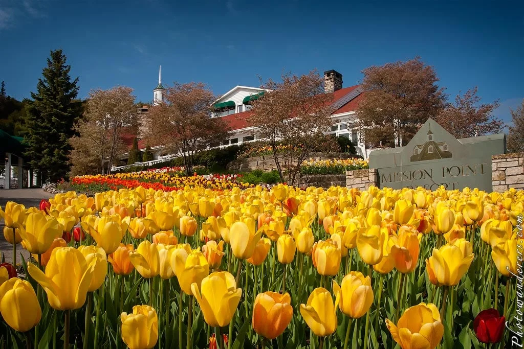 Tulips, Mackinac Island