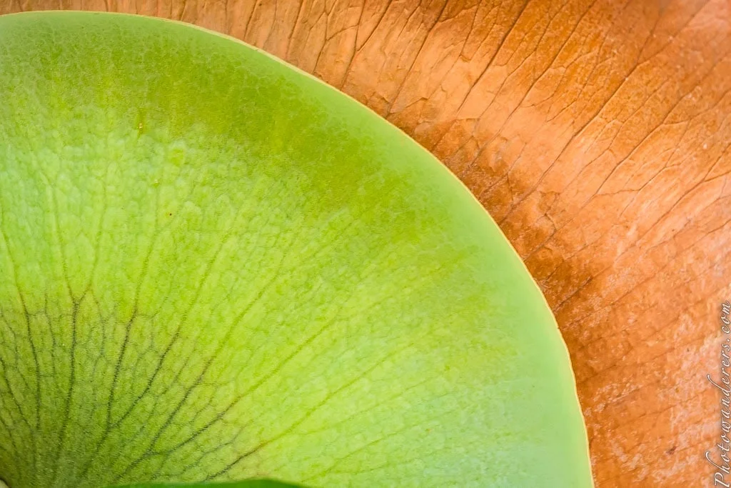 Close-up of a Staghorn Fern (Platycerium)