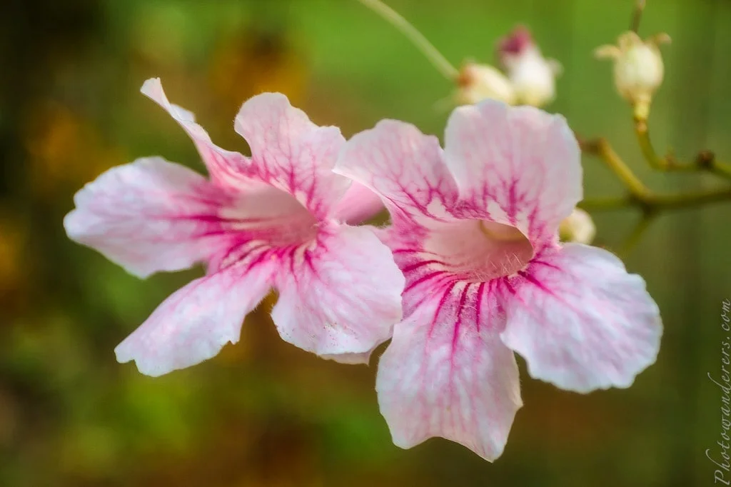 Pink Trumpet Vine