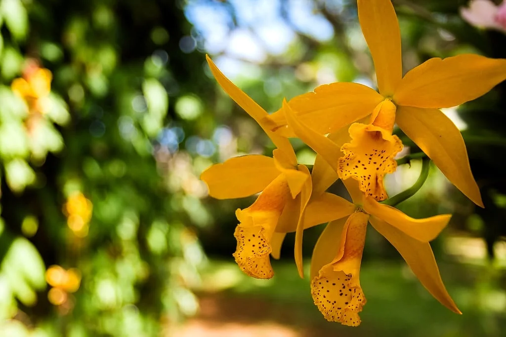 Yellow orchids