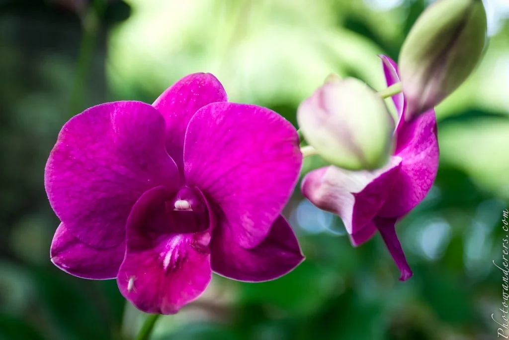 Dendrobium Orchid