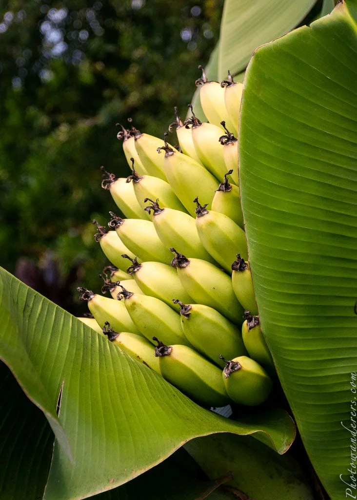 Banana Inflorescence