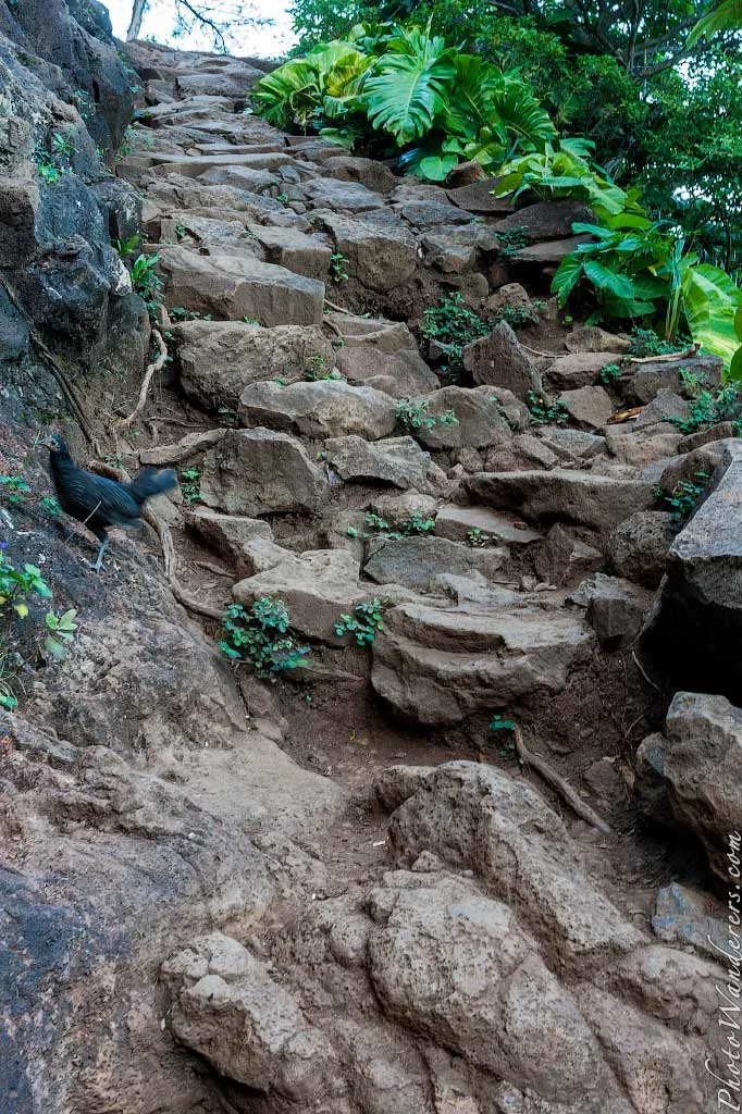 Rocky steep trail with chicken