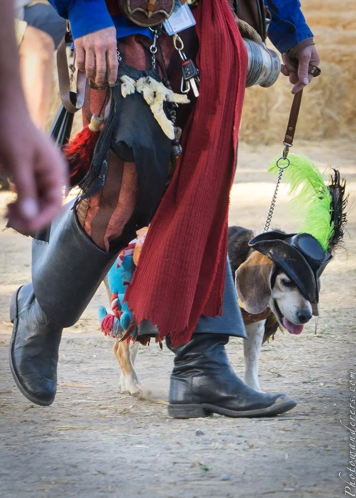 A beagle in a hat with a bright green feather. Tongue out. Completely unbothered. Possibly the most committed performer of the whole day.