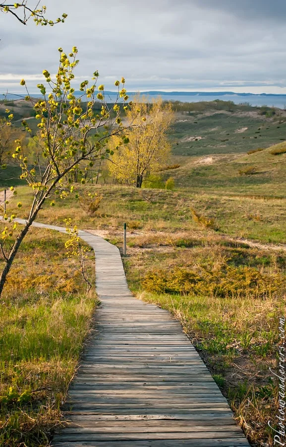 Cottonwood Trail through low forest