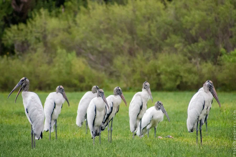 Group of wood storks standing in grass at Fountain of Youth park