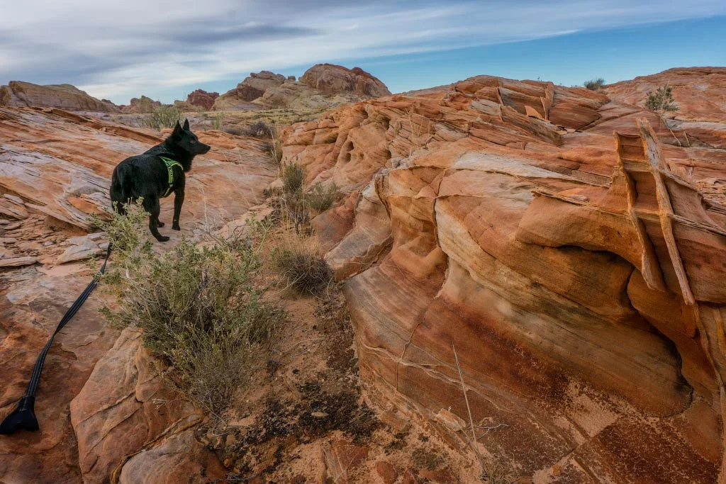 Jack standing alone on the red rock