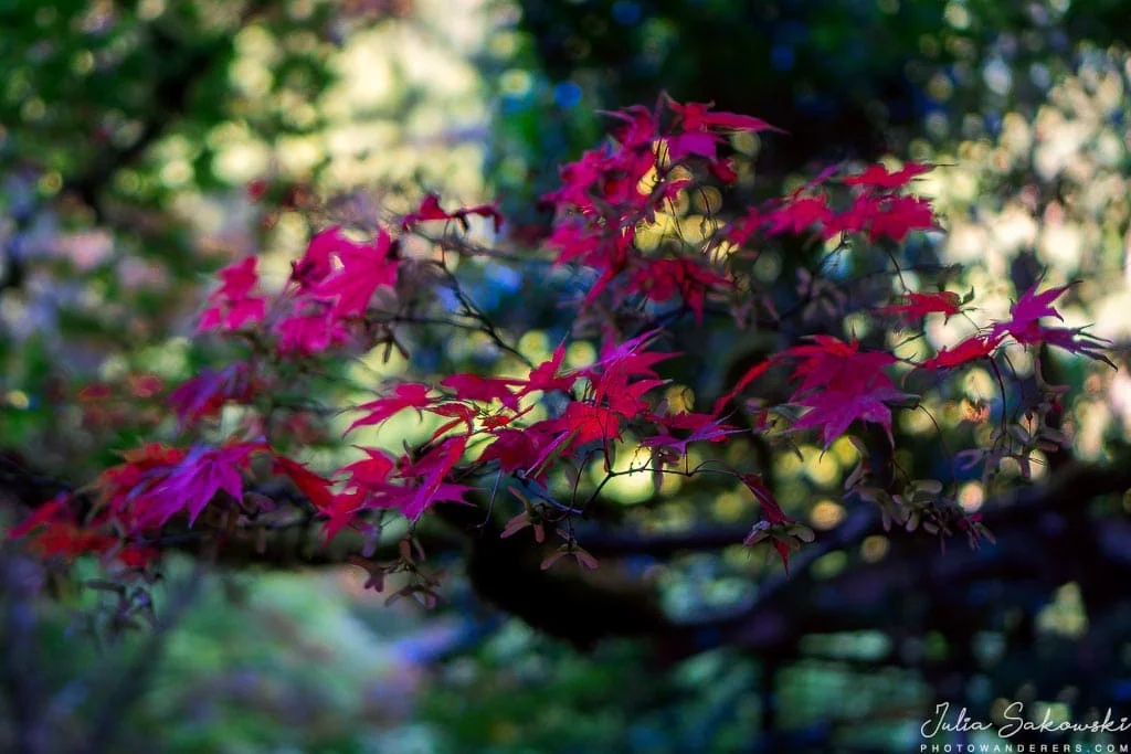 Japanese maple, Butchart Gardens