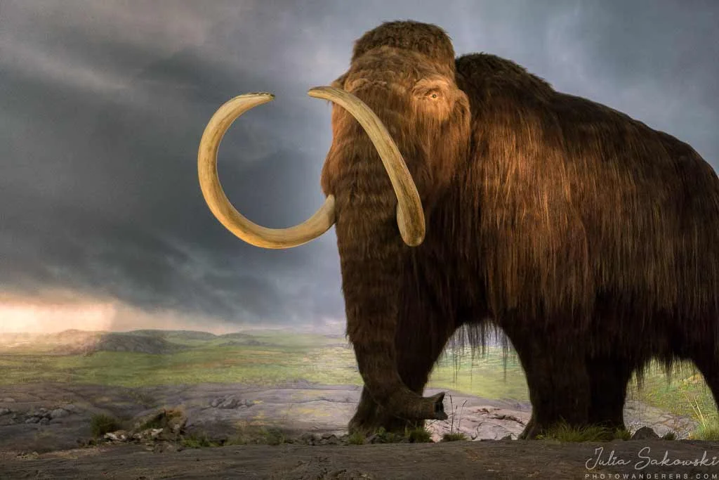 Mammoth, Royal BC Museum