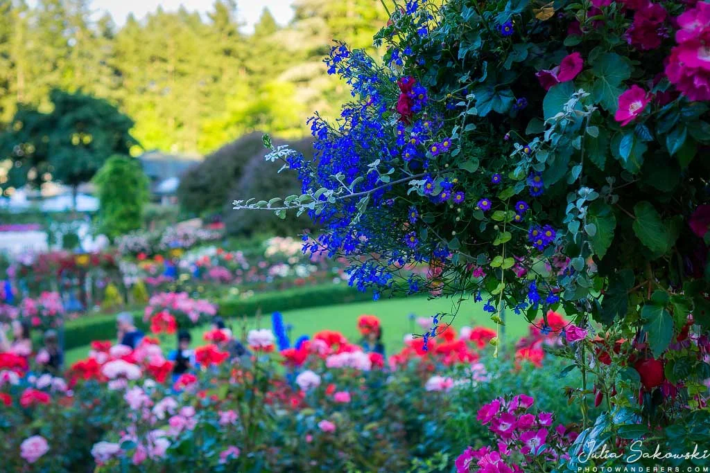 Rose garden in full bloom