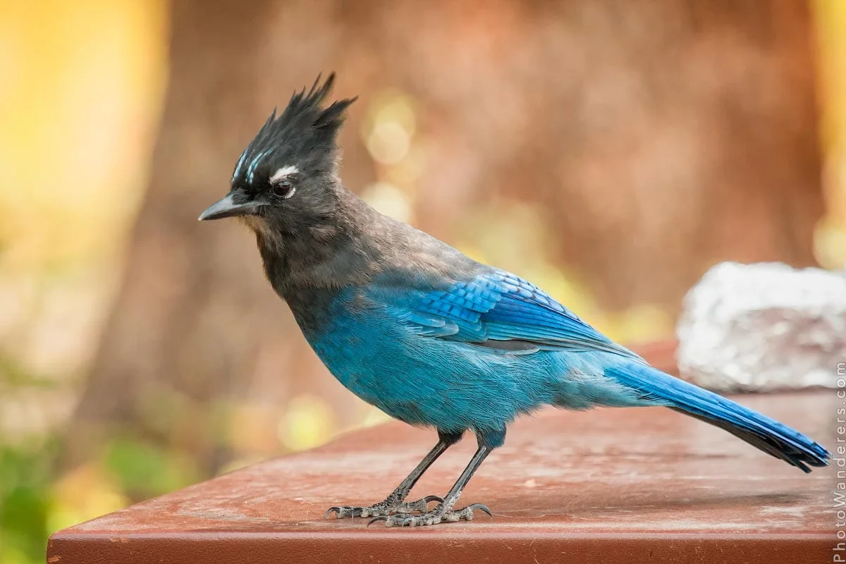 Steller's jay on a camp table, Pebble Creek