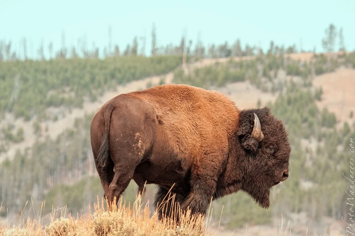 Bison