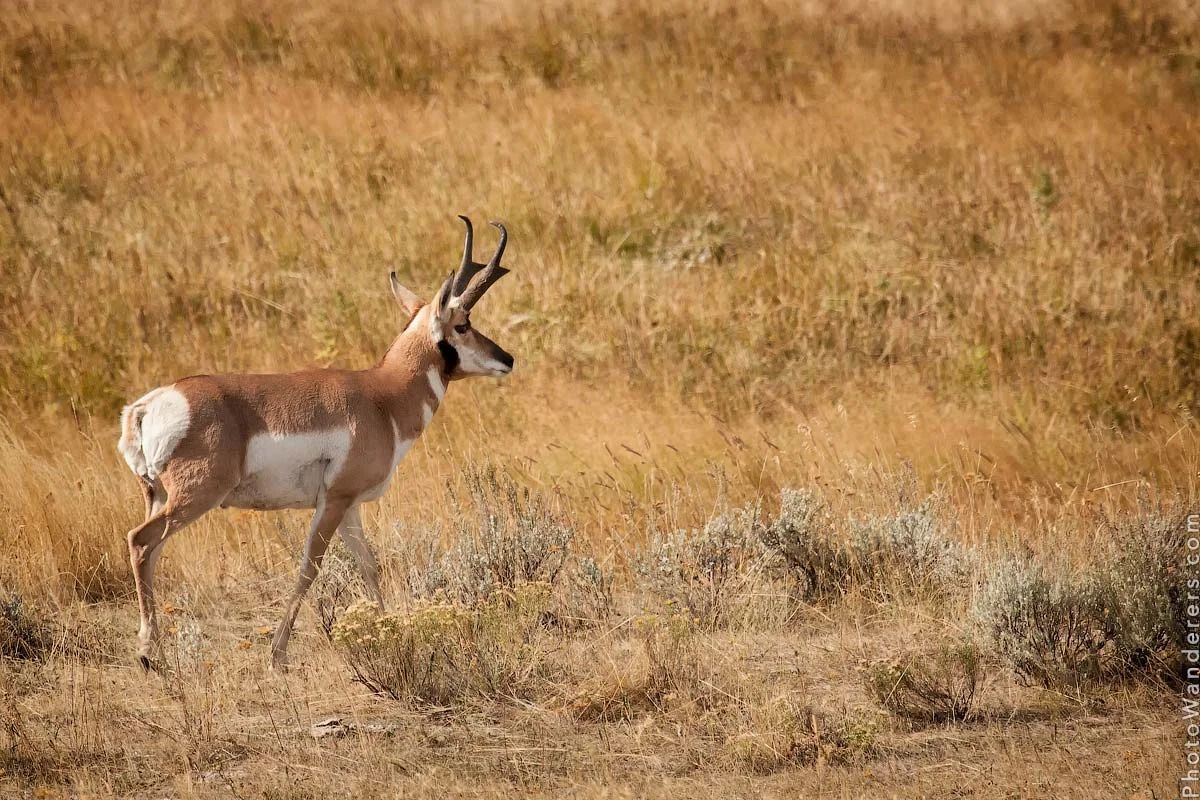 Pronghorn antelope in Lamar Valley