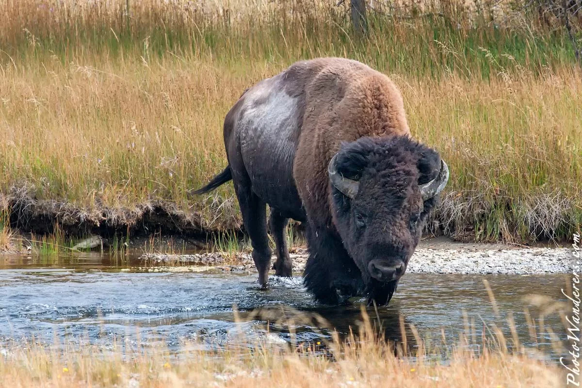 Bison crossing the Firehole River