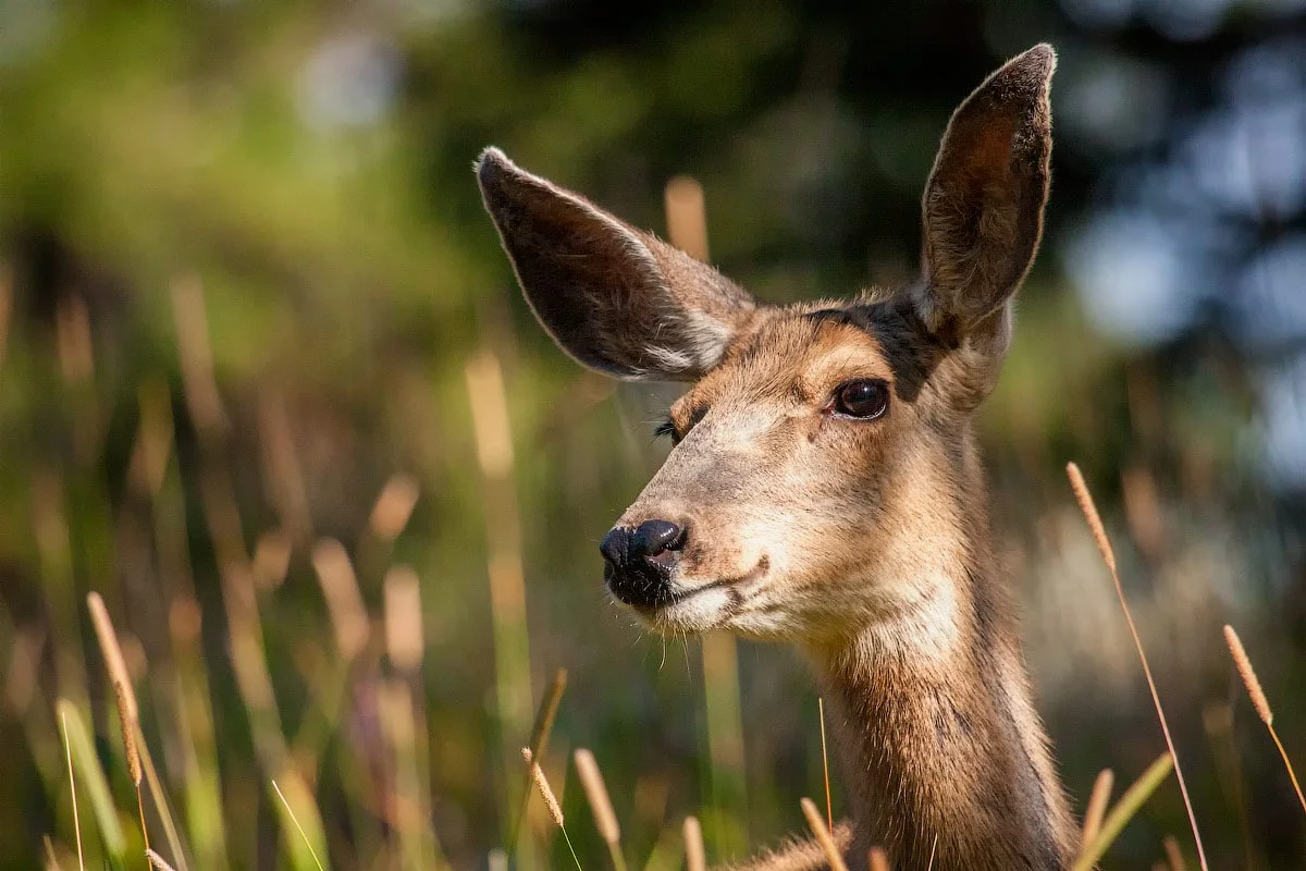 Deer standing near the campsite